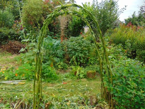 Garden Arch Ideas, Willow Arch, Garden Archway, Willow Garden, Arch Trellis, Arch Ideas, Permaculture Gardening, Garden Arches, Willow Branches