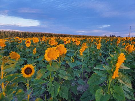 The Stuckey Farm Sunflower Festival 2024 Sunflower Festival, Kids Eat Free, Things To Do Today, Festival 2024, Fairs And Festivals, Fun Summer Activities, Park Playground, Free Event, Golden Glow