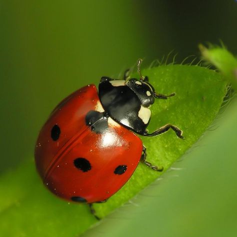 Ladybug Coccinellidae Sent Me A Text Message Red Insects, Debit Card Design, Garden Spade, Cat Scan, Real Estate Rentals, Preschool Activities Toddler, Cool Bugs, Oil Pastel Drawings, Sometimes I Wonder