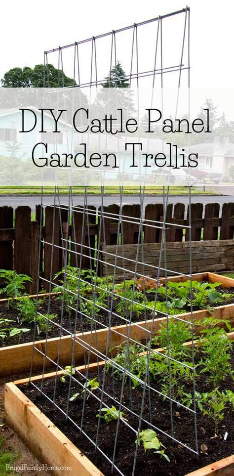 As a vining plant, a cucumber can grow all over the show. Training it up a cucumber trellis will guarantee less disease and damage, and an abundant harvest. Cattle Panel Garden, Bean Trellis, Cucumber Trellis, Raised Vegetable Gardens, Diy Garden Trellis, Vertical Vegetable Garden, Garden Vines, Garden Area, Vertical Gardens