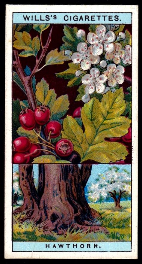 Hawthorn Tree, Herbal Apothecary, Botanical Beauty, Tree Illustration, Vintage Poster Art, Seed Packets, Flowering Trees, Trees And Shrubs, Botanical Illustration