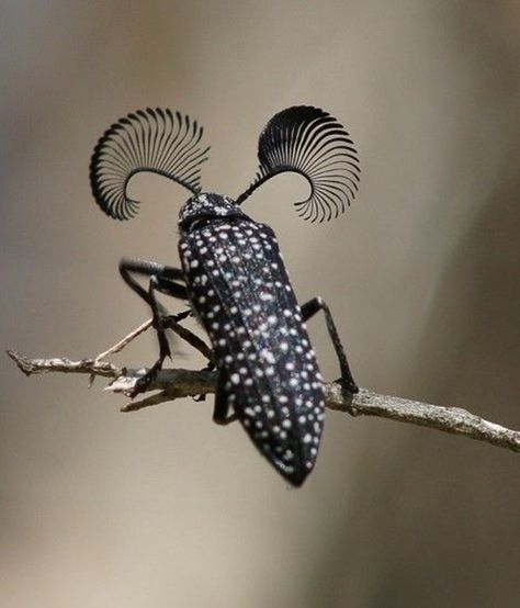 40 Beautiful Pictures of Animals with Horns Horned Beetle, Cool Insects, Cool Bugs, Beetle Bug, Beautiful Bugs, Creepy Crawlies, Arthropods, Arachnids, Bugs And Insects