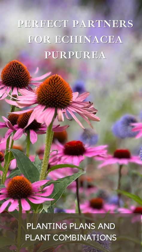 Elevate Your Garden with Echinacea Purpurea's Perfect Partners. Discover stunning plant combinations that enhance the beauty of Purple Coneflower in your garden. 🌼🦋 #GardenDesign #FlowerCombinations #Echinacea" Purple Coneflower Companion Plants, Echinacea And Lavender Garden, Echinacea Plant Garden Ideas, Echinacea Companion Plants, Echinacea Garden Flower Beds, Purple Coneflower Garden, Coneflower Landscaping, Echinacea Garden, Gaia's Garden