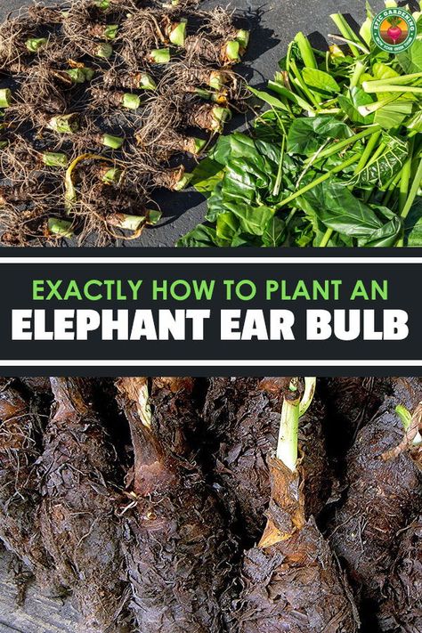 How To Plant Elephant Ears In Pots, Elephant Ears Plants Outdoor, Elephant Ear Garden Ideas, Elephant Ear Plants In Pots, Black Magic Elephant Ears, Elephant Ear Plant Care Outdoor, What To Plant With Elephant Ears, Mammoth Elephant Ears Plants, When To Plant Elephant Ear Bulbs