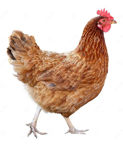 Brown Hen Isolated on White Background. Stock Photo - Image of meat, female: 77628854 Hen Or Rooster, Rooster Illustration, Chicken Tattoo, Hen And Chicks, Dove Pictures, Hatching Chicks, Chicken Painting, Chickens And Roosters, Hens And Chicks