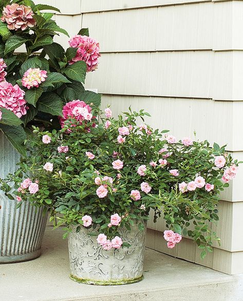 Tips for Growing Roses in Containers. Grow a pretty potted rose! Pink Potted Plants, Patio Roses In Pots, Rose Bushes In Containers, Rose Bush Planter Ideas, Climbing Rose In Pot, Climbing Roses In Containers, Potted Climbing Roses, Potted Rose Bush, Miniature Roses In Pots