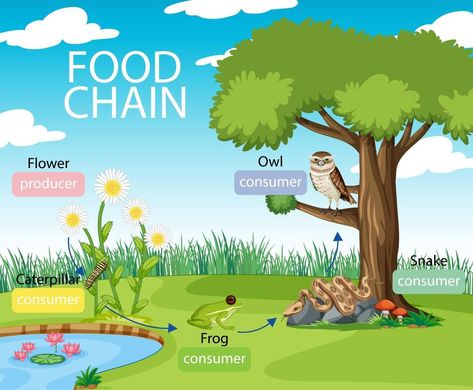 Food chain diagram concept on forest background Food Chain Diagram, Forest Food, Forest Background, Food Chain, Vector Art, Vector Free, Forest, For Free, Clip Art