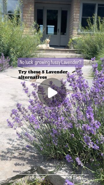 Melanie Rekola | Landscape Designer & Garden Designer on Instagram: "Have you had Lavender heartache? Try growing these tough Lavender alternatives for Lavender lovers 💜   We ALL love Lavender! But Lavandula is just one of those perennials that you can have for years, then after one cold, wet spring - it dies. This is why I never plan it as part of a hedge as it’s just not a reliable plant – especially where I live in Ontario Canada zone 5. But just 30 minutes away from me I find it growing successfully! It’s just not fair 🥲  For reference if you are growing lavender,  it needs full sun and well draining soil for best results. And don’t forget to prune it yearly to avoid woody stems!   Here’s some non-fussy perennials you can grow instead:   💜 Anise Hyssop / Agastache Foeniculum – Tall, Lavendar Planting Landscaping, Exterior House Options, Lavender Hedge, Growing Lavender, Lavender Garden, Ontario Canada, Hedges, Love Is All, Ontario