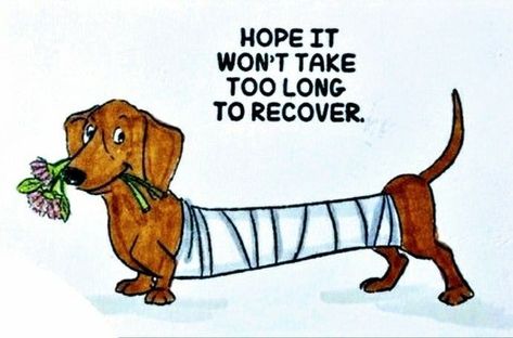 Funny Get Well Cards, Funny Good Morning Messages, Get Well Messages, Hug Quotes, Get Well Wishes, Cute Good Morning Quotes, Good Morning Friends Quotes, Special Images, Funny Dachshund