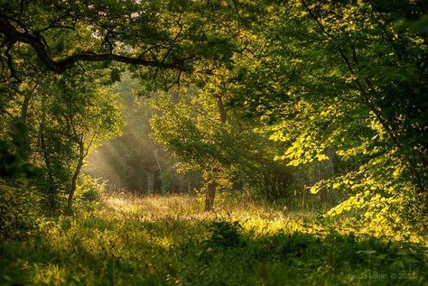 숲 사진, Nature Aesthetic, In The Forest, Pretty Places, Green Aesthetic, الرسومات اللطيفة, Mother Earth, The Forest, Beautiful World