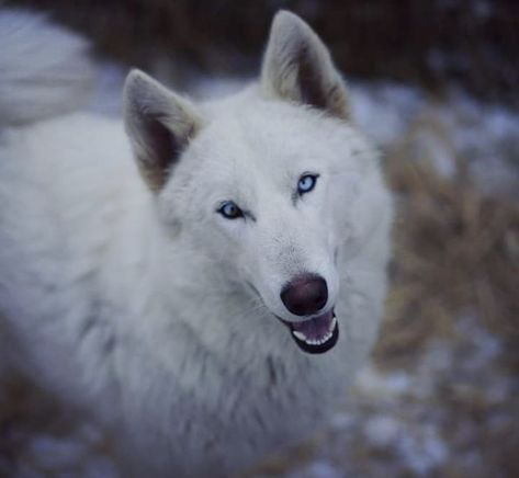 Wolfdog Wolf Dog, Husky, Dogs, Animals