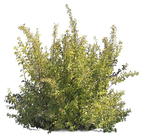 Vegetation Png, Bushes Png, Photoshop Landscape Architecture, Png Plants, Tree Photoshop, Plant Png, Collage Landscape, 3d Cinema, Photoshop Rendering