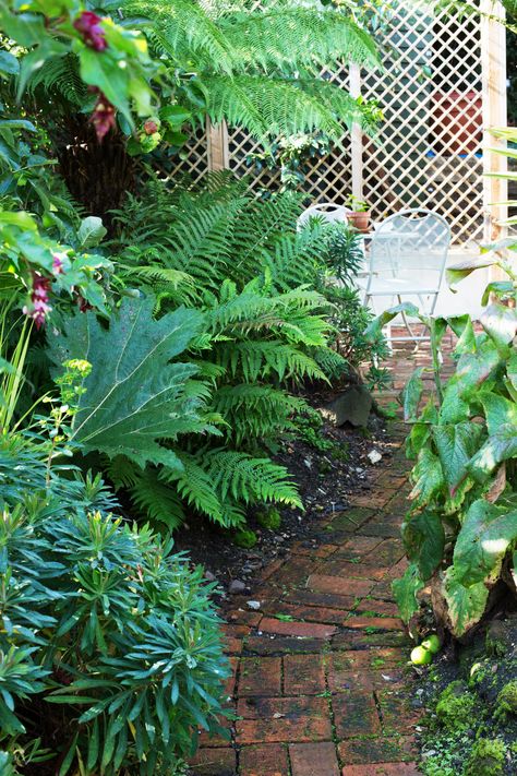 How to Design a North-facing, Shady Garden | Houzz UK Tree Garden Design, Courtyard Patio, Shady Garden, Trellis Panels, Tree Fern, Tree Garden, Fern Plant, The Courtyard, City Garden