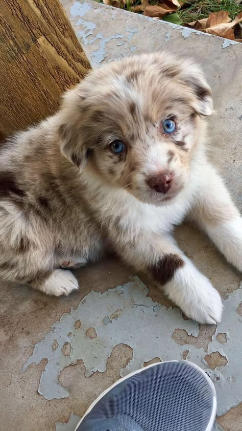 Dogs Images, Aussie Puppies, Cute Dogs Images, Very Cute Puppies, Super Cute Puppies, Cute Doggies, Cute Dog Photos, Australian Shepherd Dogs, Cute Animals Puppies