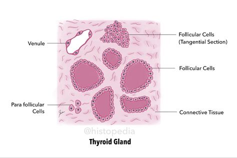 Simplified histology diagram of thyroid gland showing follicular and para-follicular cells Histology Notes, Histology Slides Labeled, Histology Epithelial Tissue, Prostate Gland, Connective Tissue Histology, Parotid Gland, Esophagus Histology, Basement Membrane, Histology Slides