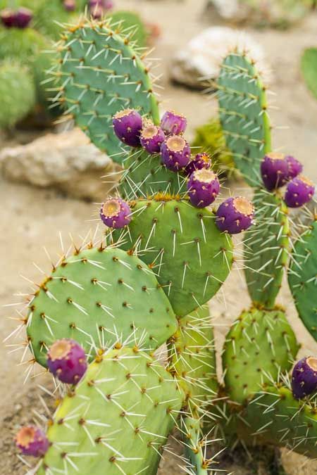 Prickly Pear Cactus with fruit | Foodal.com Flower Bookey, Mini Toile, Cactus Seeds, Making Plant Pots, Changi Airport, Purple Fruit, نباتات منزلية, Pear Cactus, Prickly Pear Cactus