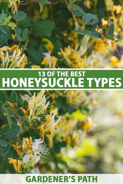 Honeysuckle Planting Ideas, Honeysuckle Garden Ideas, Honeysuckle Landscaping, Honeysuckle Trellis Ideas, Honeysuckle Vine Trellis, Honey Suckle Plant Fence, Honeysuckle Trellis, Honeysuckle Garden, Honeysuckle Vines