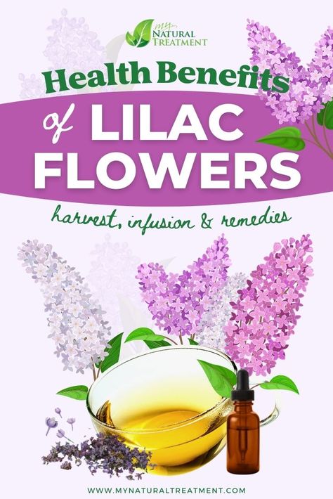 6 Health Benefits of Lilac Flowers, Uses and Natural Remedies Lilac Herbal Recipes, Lilac Tincture Benefits, Lilac Medicinal Uses, Lilac Benefits, Lilac Uses, Lilac Recipes, Medicine Recipes, Healing Flowers, Homestead Recipes