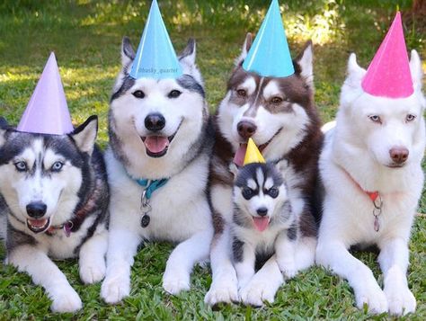 ... Happy Birthday Wolf, Husky Birthday, Ideas For Happy Birthday, Dog Bday, Birthday Dogs, Birthday Animals, Happy Birthday Drawings, Dog Husky, Happy Birthday Dog