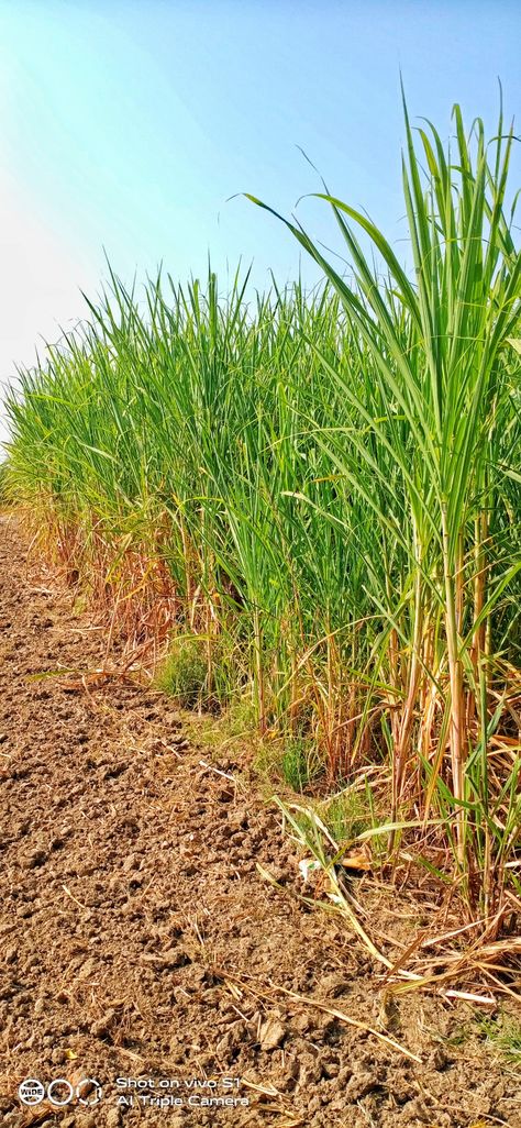 Sugarcane field in Rajasthan Can you guess what kind of sugarcane crop Sugarcane Farm, Sugarcane Field, Agriculture, Farmer, India, Canning, Collage, Plants, Pins