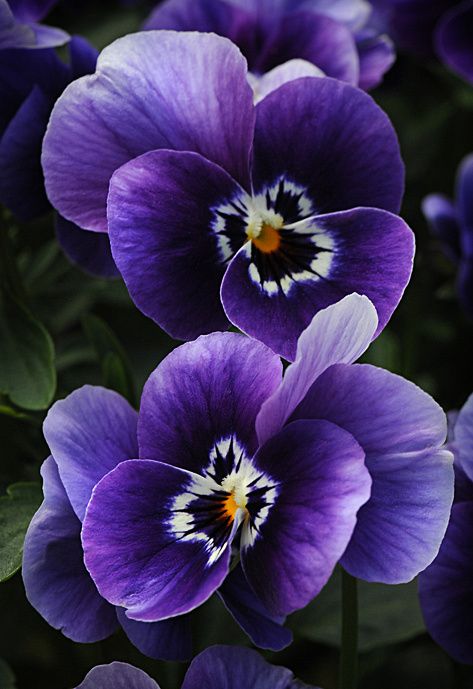 Purple Pansy, Purple Garden, Flowers Purple, Pansies Flowers, Trendy Flowers, Airbrush Art, Garden Flowers, Exotic Flowers, Flower Photos