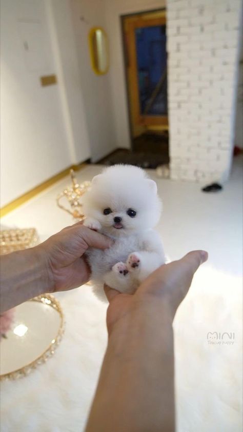 Pom Pom Puppy, Pom Pom Puppies, Teddy Puppy, Teacup Pomeranian Puppy, Teddy Bear Pomeranian, Short Nose, Teddy Bear Face, Micro Teacup Puppies, Cute Fluffy Puppies