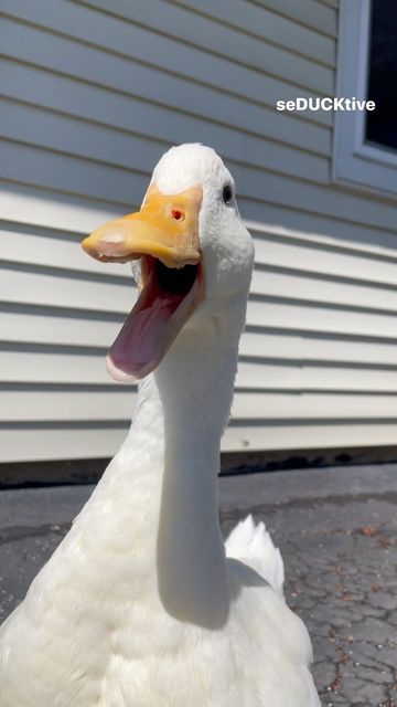 Wrinkle The Duck, Wholesome Pfp, Duck Quacking, Duck Reference, Duck Sitting, Duck Memes, Fat Duck, Pekin Duck, Ducky Duck