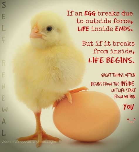 If an EGG breaks due to outside force, LIFE inside ENDS.  But if it breaks from inside, LIFE BEGINS.  GREAT THINGS often begins from the INSIDE. Let LIFE start from WITHIN YOU. Egg Quotes, Broken Egg, Quote Life, An Egg, The Egg, Egg, Force, Life Quotes, The Outsiders