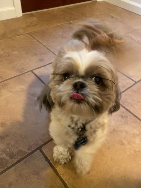 brown and white colored shih tzu Brown And White Shih Tzu, Brown Shih Tzu, Dogs Grooming, Studio Chairs, Mom Era, Shih Tzu Puppy, Shih Tzu Dog, Shih Tzus, Shih Tzu