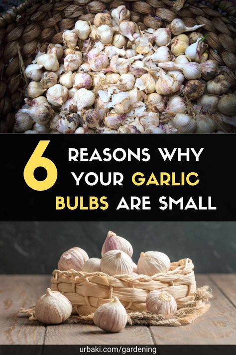 When To Plant Garlic Bulbs, How To Dry Garlic Bulbs, Growing Garlic In Containers, Drying Garlic, Easiest Vegetables To Grow, Garlic Garden, Garlic Bulbs, Indoor Vegetables, Vegetables To Grow