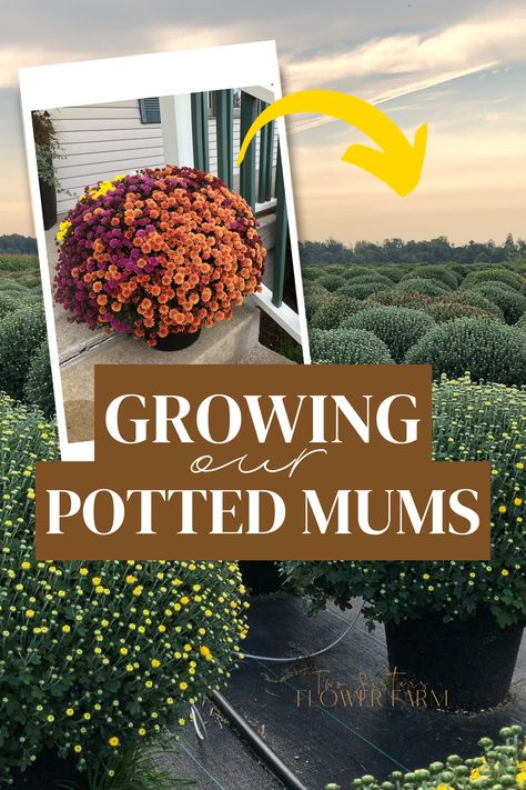 How To Grow Mums To Sell, Growing Mums In Pots, Growing Mums To Sell, Growing Mums From Seed, How To Grow Mums From Seed, Planting Mums In Pots, How To Grow Mums, Fall Farmstand, Mum Garden