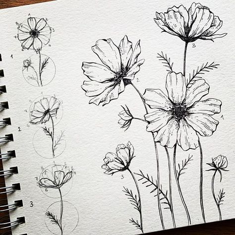 Alice az Instagramon: „▫️Cosmos▫️ . Now you know how to draw cosmos 🖤 . Inspired by @surelysimplechallenge . . . #surelysimplechallenge #sunflower…” Draw Cosmos, Eye Studies, Hur Man Ritar Blommor, Draw Plants, Country Watercolor, Flower Journal, Botanical Line Drawing, Sunflower Drawing, Flower Line Drawings