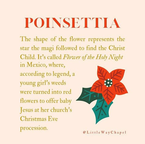 Poinsettia Meaning, Legend Of Poinsettia, Ponsietta Flowers, Keeping Poinsettias Alive, Pointsetta Plant Christmas Decor, Christmas Poetry, Wild Poinsettia, December Quotes, Our Father Who Art In Heaven