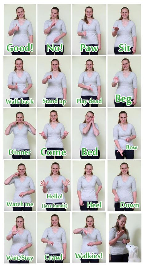 Sign language for deaf dogs. TIP: always teach hand signals with vocal commands. Sometimes dogs become deaf with age and communication becomes difficult. Dog Sign Language, Deaf Dog Training, Deaf Dog, Elderly Dogs, Obedience Training, Dog Obedience, Dog Training Obedience, Pet Training, Dog Behavior