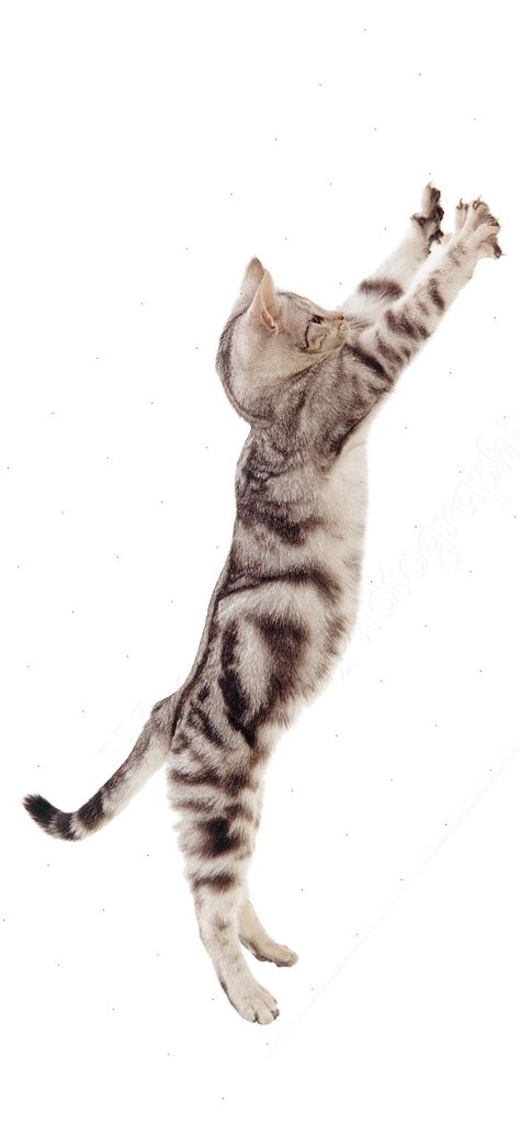 Jumping #Cat  --> A Lot of #BeauTy #PiCs and #Smart #TiPs. FolloW Please! https://www.pinterest.com/moycomp Cat Reaching Up, Biting People, Cat Jumping, Jumping Cat, Cat Parents, Flying Cat, Cat Flap, Cat Biting, Animals Crossing