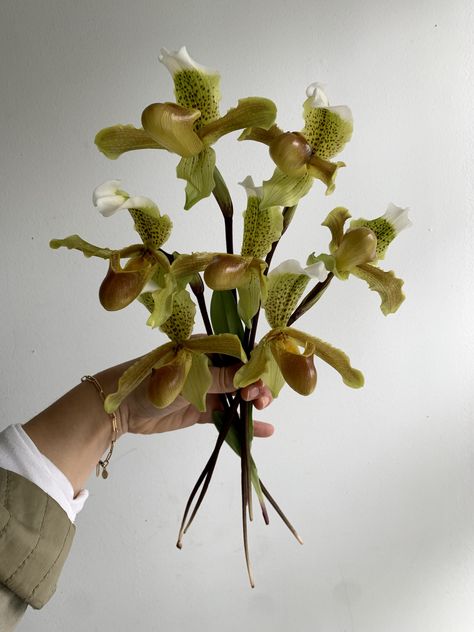 Coolest Flowers, Lady Slipper Flower, Slipper Orchid, Lady Slipper Orchid, Lady Slipper, Long Stem Flowers, Green Orchid, Orchid Arrangements, Flower Therapy