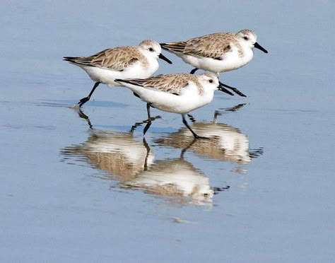 Shore Bird Art, Sandpiper Bird, Beach Animals, Beach Birds, Birds To Paint, Bird Artists, Shore Birds, Coastal Birds, Beach Art Painting