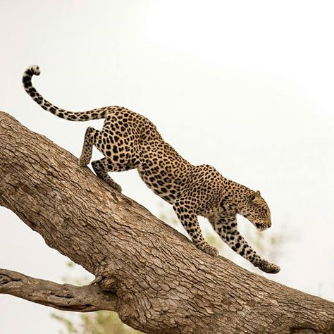 “. Down. Photography by @ (Jaco Marx). A leopard going down an old tree, Mashatu, Botswana. #Wildlife #leopard #Tree #Botswana” Tattoo Leopard, Jaguar Tattoo, Black Ink Art, Amur Leopard, Cat Reference, Tiger Art, Cheetahs, Dog Tattoos, Draw On Photos