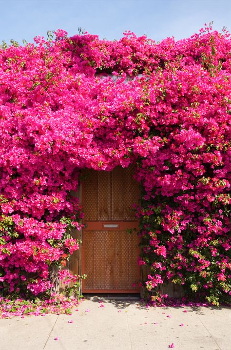 'PINK' on Behance Beautiful Front Doors, نباتات منزلية, Vintage Doors, Wallpaper Flower, Beautiful Flowers Garden, Climbing Roses, Garden Doors, Beautiful Doors, Bougainvillea