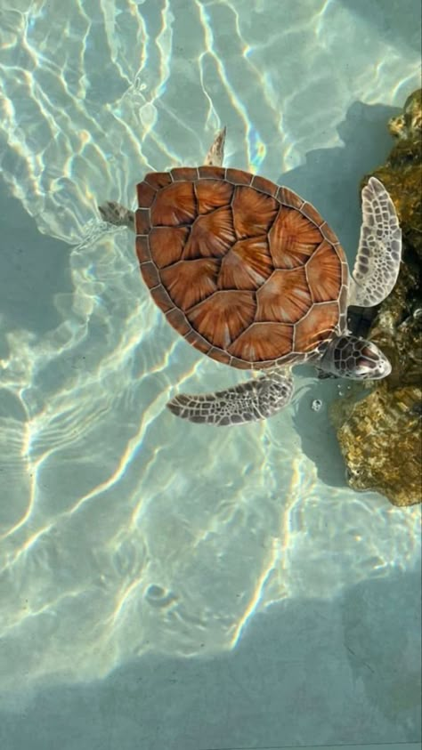 Turtle Wallpaper, Cute Summer Wallpapers, Summer Wallpapers, Beautiful Ocean Pictures, Ocean Pictures, Pretty Landscapes, Ocean Vibes, A Turtle, Beautiful Ocean