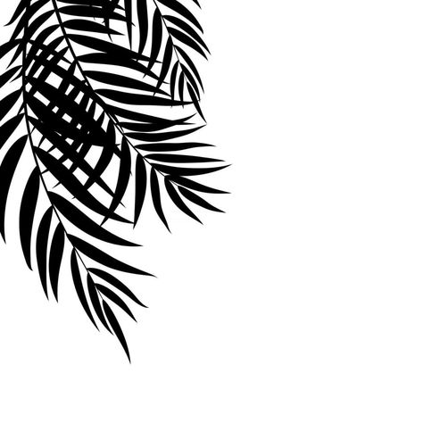 Beautifil Palm Tree Leaf Silhouette Background Vector Illustration