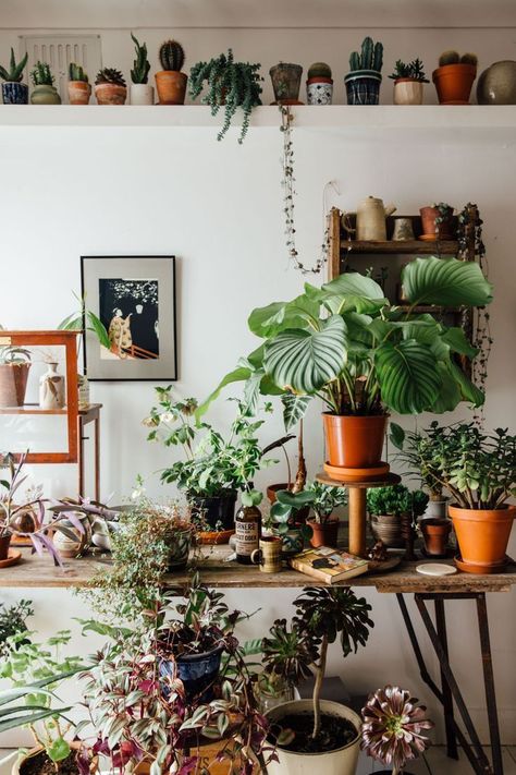 Plants can transform your workspace into a more peaceful, tranquil and engaging place, but if you’re not very green-thumbed, your nice new desk plant could suffer an early demise. Fortunately, we’ve compiled a list of the best plants for your desk. Avoid getting stuck with a sad plant cemetery on your desk by choosing one of these air-cleaning, mood-boosting varieties that are also nearly impossible to kill. Garden Ideas Indoor, Best Desk Plants, Desk Flowers, Tattoo Plant, Green Apartment, Plant Goals, Desk Plants, Garden Wallpaper, Indoor Gardens