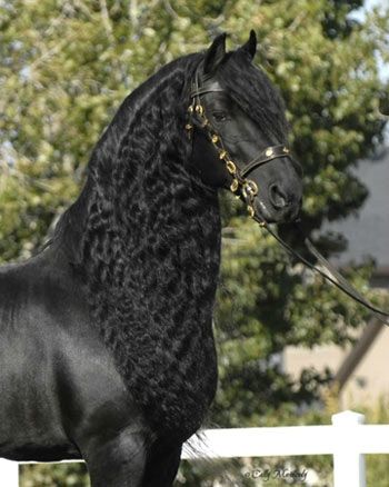 Le cheval Frison - Equideworld Fresian Horses, Frisian Horse, Horse Hair Braiding, Cute Donkey, Horse Aesthetic, Black Horses, Most Beautiful Horses, Friesian Horse, Dressage Horses