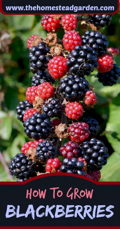 Blackberries Growing, How To Grow Blackberries, Grow Blackberries, Patio Chico, Blackberry Plants, Growing Blackberries, Linda Gray, Organic Vegetable Garden, Homestead Survival