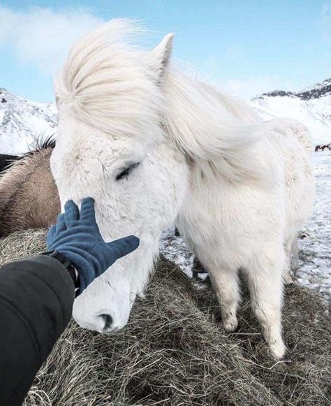 Icelandic Horse Friesian Stallion, Winter Horse, Icelandic Horse, Most Beautiful Horses, Most Beautiful Animals, All The Pretty Horses, Horse Life, Pretty Horses, Jolie Photo