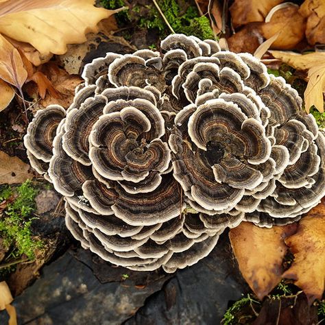 How to Find, Grow, and Use Turkey Tail Mushrooms How To Grow Turkey Tail Mushrooms, Turkey Tail Mushrooms, Medicine Garden, Growing Mushrooms At Home, Indoor Farming, Turkey Tail Mushroom, Turkey Tail, Mushroom Hat, Edible Mushrooms