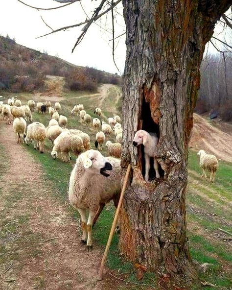 Shepherds Cottage, Sheep Art, Funny Animal Photos, Garden Animals, Psalm 23, Wild Dogs, Animal Photo, Cute Little Animals, Permaculture