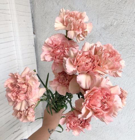 Pale Pink Carnations, Pink Carnation Aesthetic, Mad Aesthetic, Carnation Aesthetic, Naomi Core, Pink Carnation Flower, Sun Moon Earth, Aesthetic Palette, Flower Species