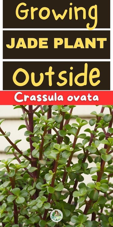 Jade plant outdoor, moving jade plant outside, relocating jade plant 
outdoors, transferring jade plant to outdoor environment, jade plant care 
tips for outdoor placement, placing jade plant outside, outdoor conditions 
for jade plant, moving indoor jade plant outside, relocating potted jade 
plant outdoors, outdoor care for jade plant. LSI keywords: outdoor jade 
plant care, moving houseplant outdoors, potted plant outdoor transfer, 
relocating indoor plants outside Jade Plant, Outdoor Environment, Jade Plants, Pretty Plants, Best Practices, Go Outside, Garden Projects, Helpful Tips, Outdoor Garden