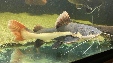 Catfish Photography, Red Tail Catfish, Blue Catfish, Monster Fishing, Fishing Party, Marine Ecosystem, Aquatic Animals, Aquarium Fish Tank, Fish Pond